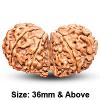 Gauri Shankar Rudraksha